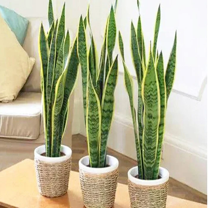  Живая змея Sansevieria trifasciata с голыми