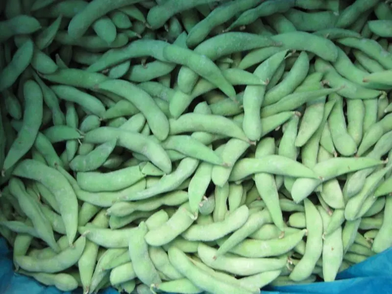 
high quality IQF frozen green soybean frozen edamame in pod 