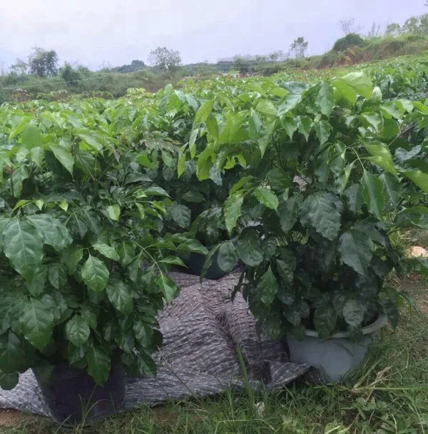 Оптовая продажа, Листва растений, радермахера хайнансис Мерр. Растение