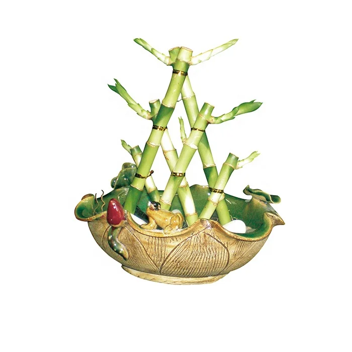 
 В наличии, драценное растение, счастливый бамбук, драцена/счастливый бамбук, бонсай, садовые растения  