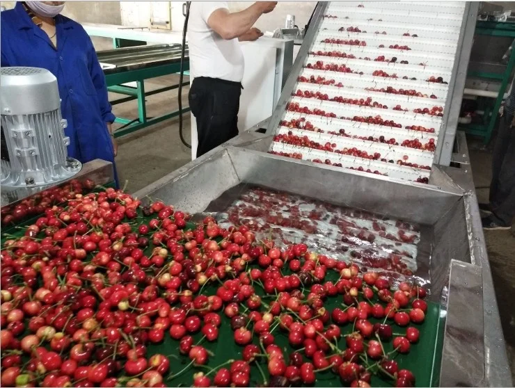 Electronic cherry ,blackberry sorting machine JZW-100g