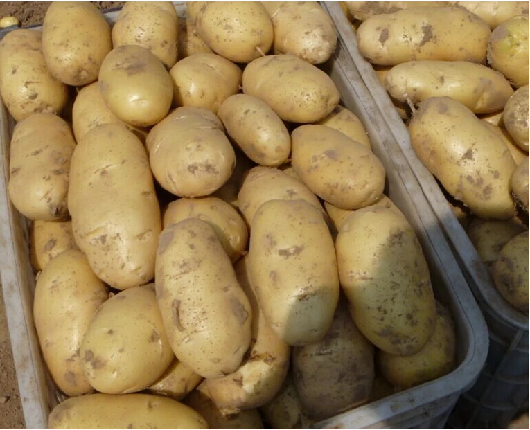 
Fresh Holland Potatoes Seeds Price for wholesale 