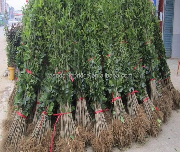 
Nursery Fruit Seedlings Citrus sinensis Sweet Blood Navel Orange Trees 