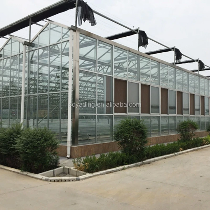 Cheap agriculture multispan greenhouse, tunnel greenhouse for cultivation