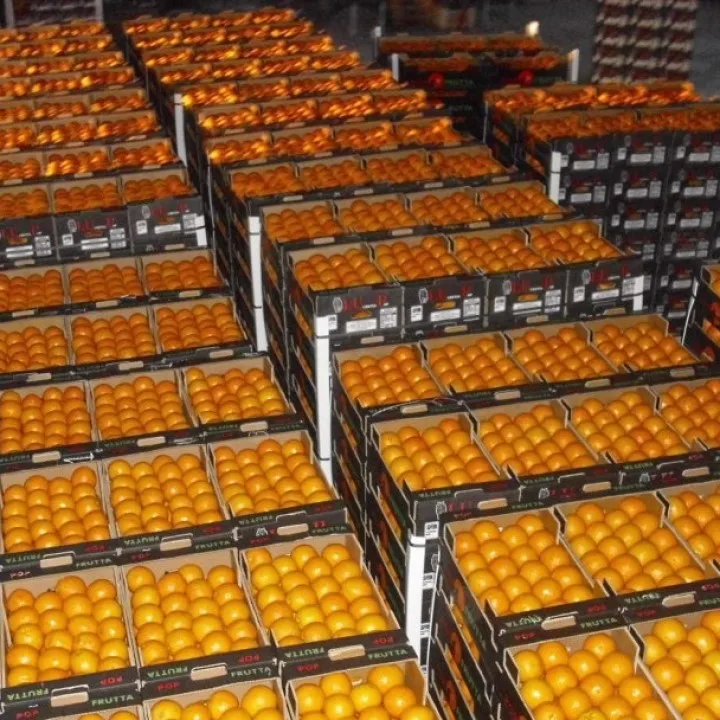 
Fresh Valencia Oranges 