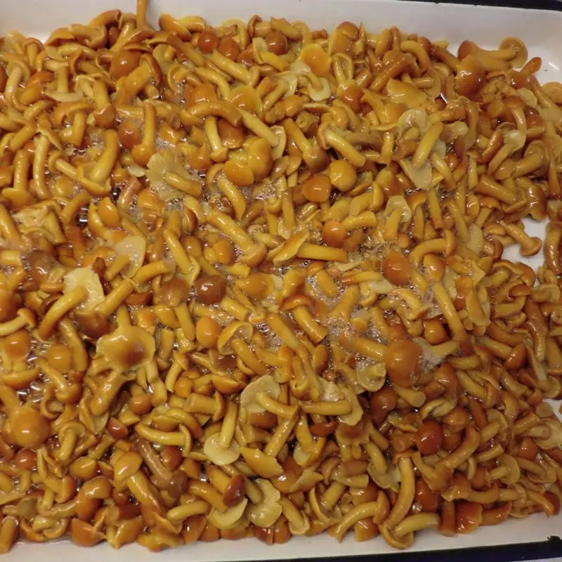 promotion canned mushroom nameko  1700ml