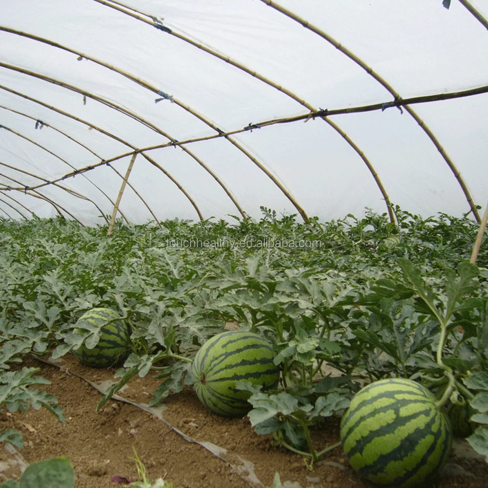 
2021 Touchhealthy supply Big size green color hybrid f1 seedless watermelon seeds 10gram/bags 