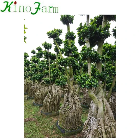 Ficus Microcarpa Ficus Bonsai