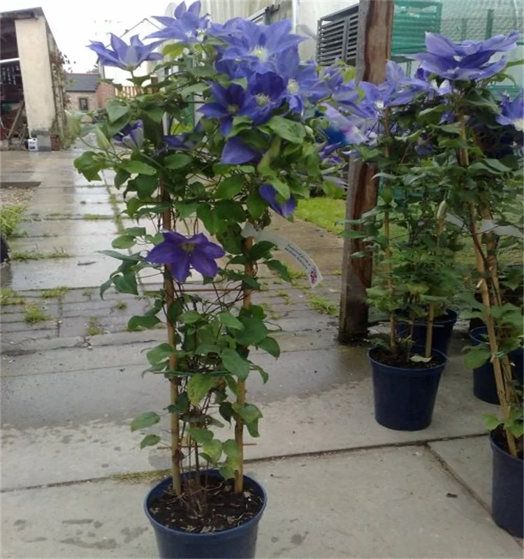 Wy-J302 bamboo poles/U shaped bamboo poles