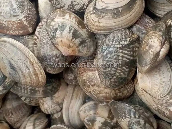 Замороженные всего короткая шея моллюск с оболочкой для продажи