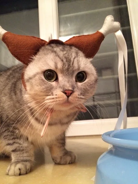 wholesale new design cat hats fashion pet hats for cats