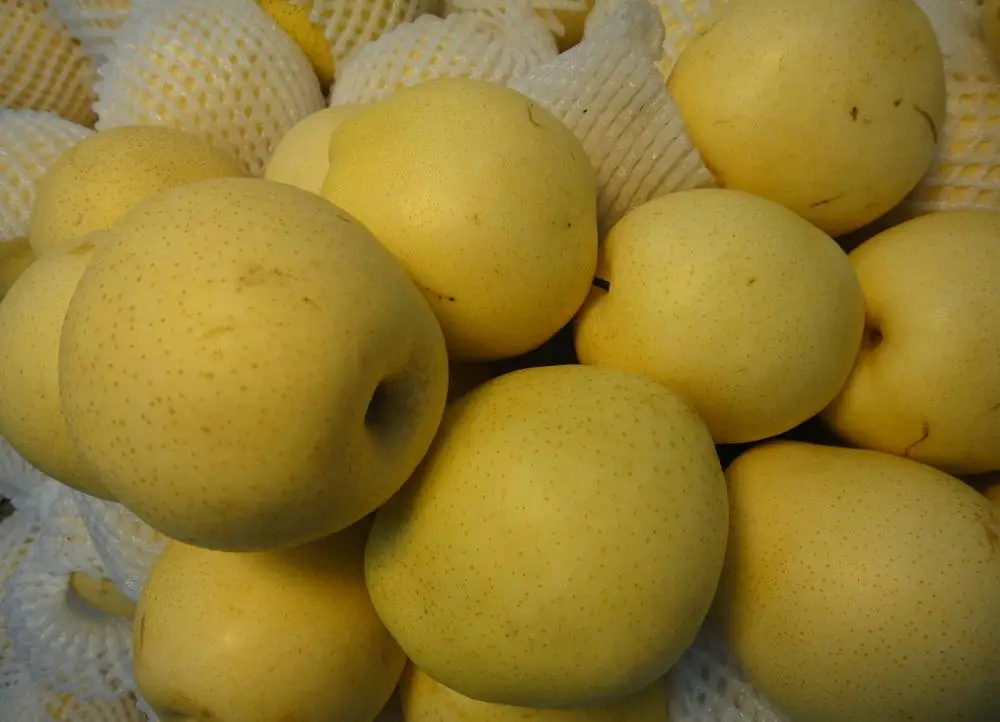 
china crispy golden pear 