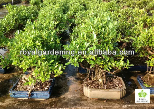 
Ficus microcarpa 35cm pot bonsai tree 