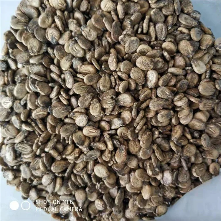 
XINHONGFU Hybrid Watermelon Seeds for Growing 