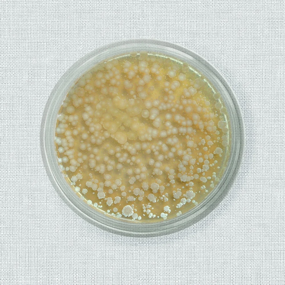 
Probiotics Bacillus Subtilis/Bacillus Licheniformis for poultry 