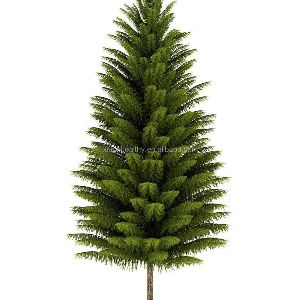 
2021 good quality Picea abies seeds/European spruce seeds for planting 