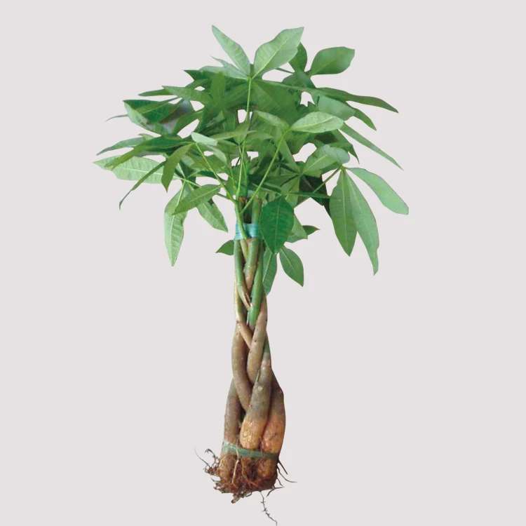 
live bonsai natural aquarium plants green color indoor decoration 5 braided money tree 