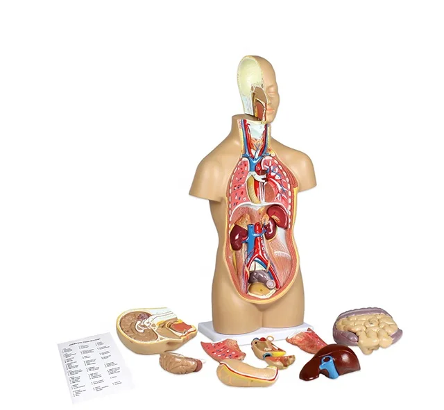 YA/T021 Life Size  42cm Sexless Human Torso 12 Parts
