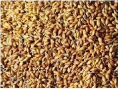 RUNYU supply barley malt extract barley malt extract powder barley grass extract powder