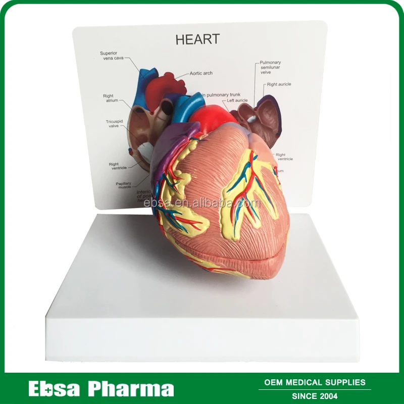 Advanced Medical Supplies Human Teaching Heart Anatomical Model For Medical School