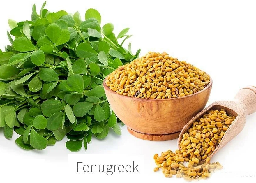 HACCP China supplier hot sale 20% 4-hydroxy isoleucine Common Fenugreek Seed, high quality trigonella foenum-graecum extract