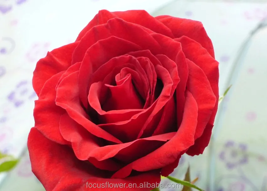 Лидер продаж, экспортеры цветов из Кении для празднования