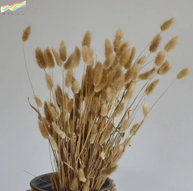 Dried flower bouquet colorful lagurus ovatus rabbit tail grass flower set of 50pcs flower
