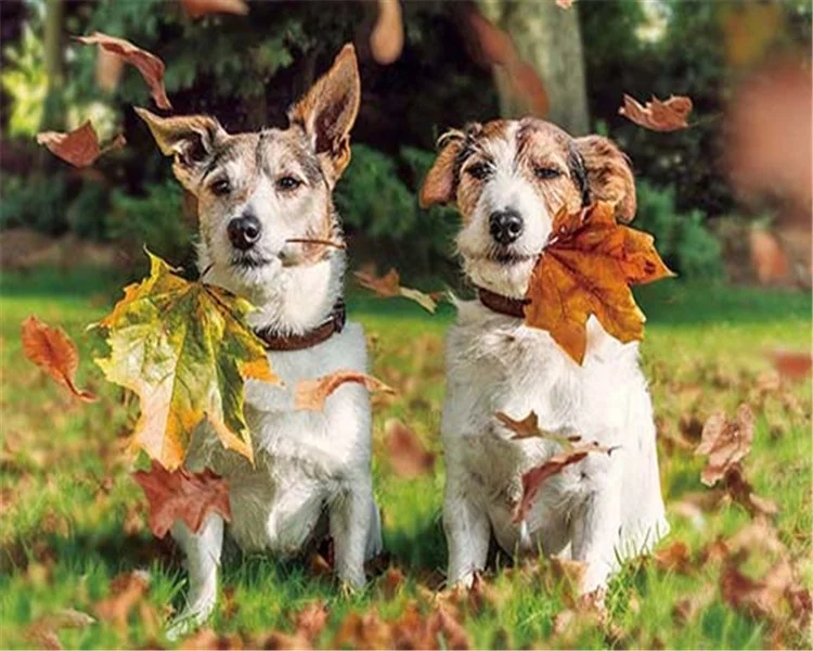 
Dinosaur hologram picture 3D picture of anmals for promotion 