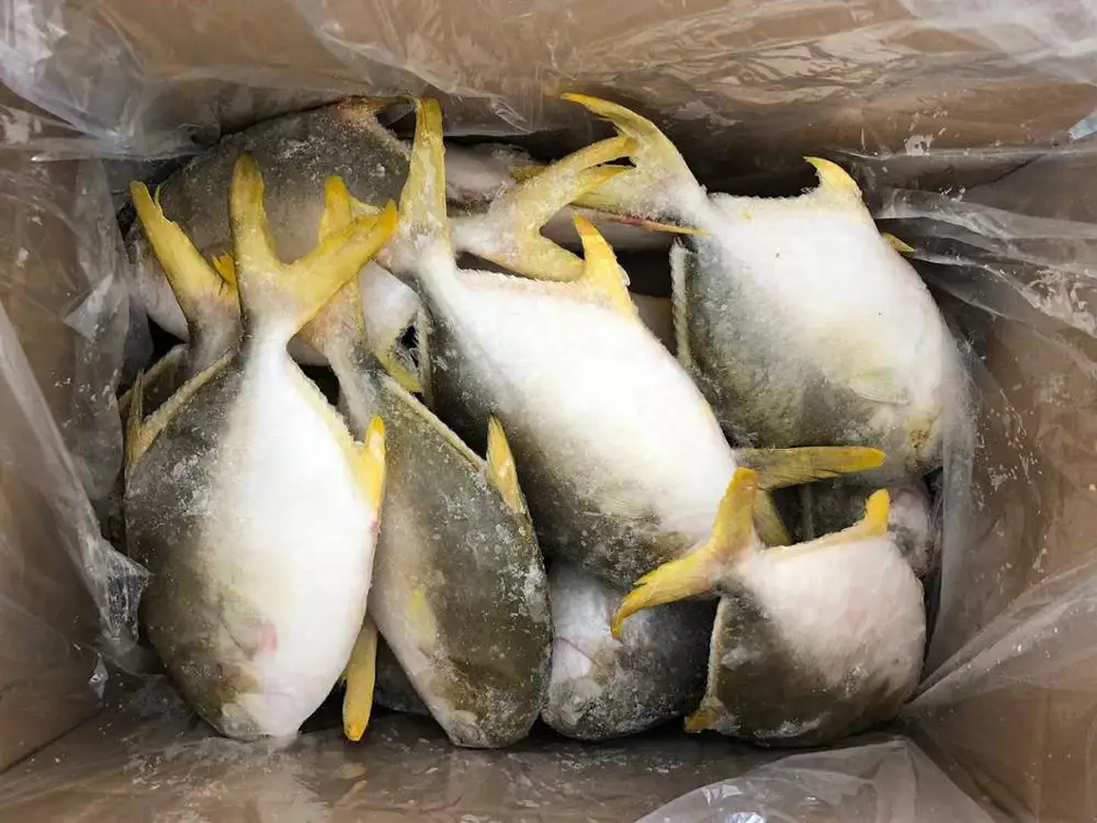 Frozen golden pomfret whole round