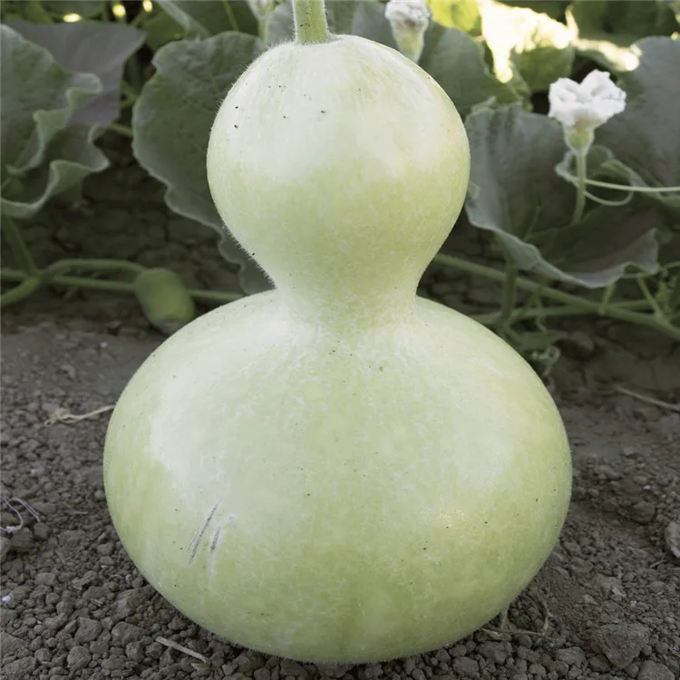 
Ornamental Large Bottle Gourd Seeds Calabash Seeds 
