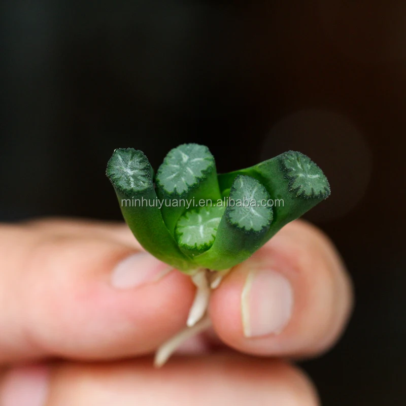 wholesale breed base mini succulent plants Haworthia for nursery