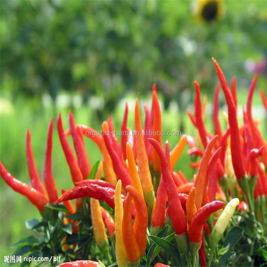 Capsanthin in Paprika Red Capsicum Annuum Pigment