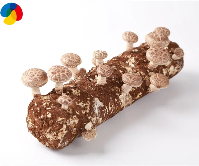 Органические пакеты для выращивания грибов Shiitake