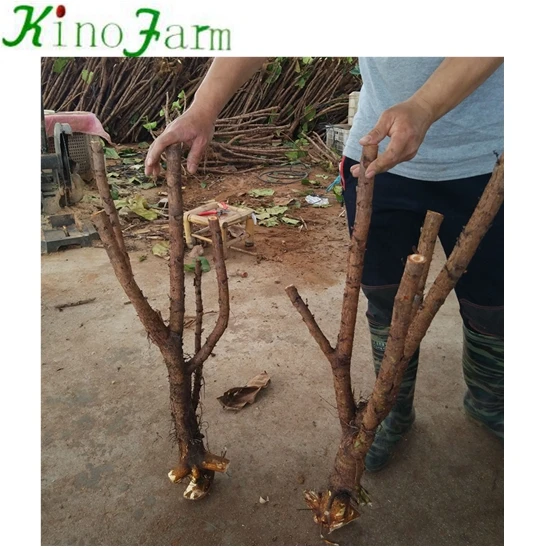 
zhangzhou kinofarm outdoor bonsai ficus lyrata tree 