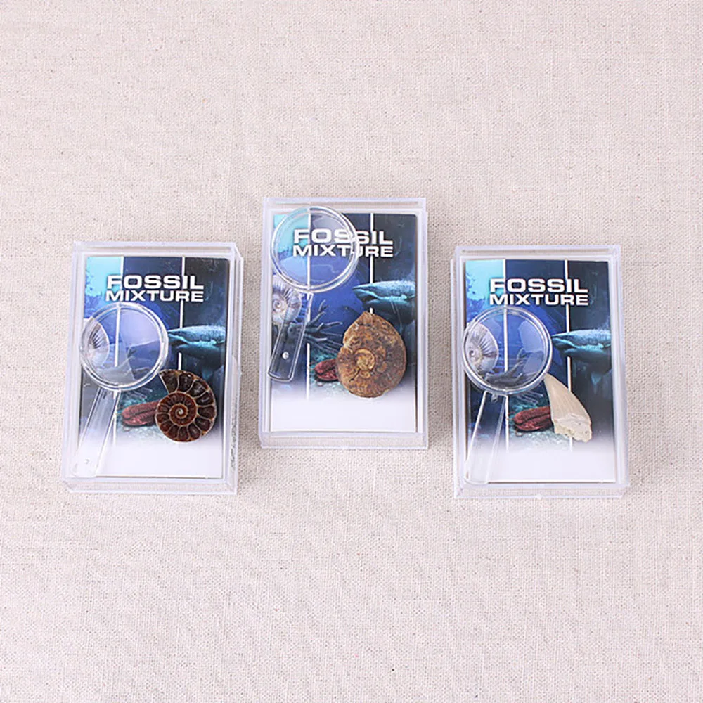 
Mix Marine Paleontology Fossil Specimen Minerala Fossil Teaching 