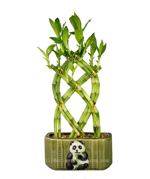
Braided shape lucky bamboo, dracaena sanderiana, indoor plants bonsai nursery 