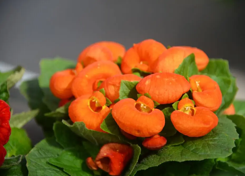 Гибридные F1 калцеолария семена цветов для посадки