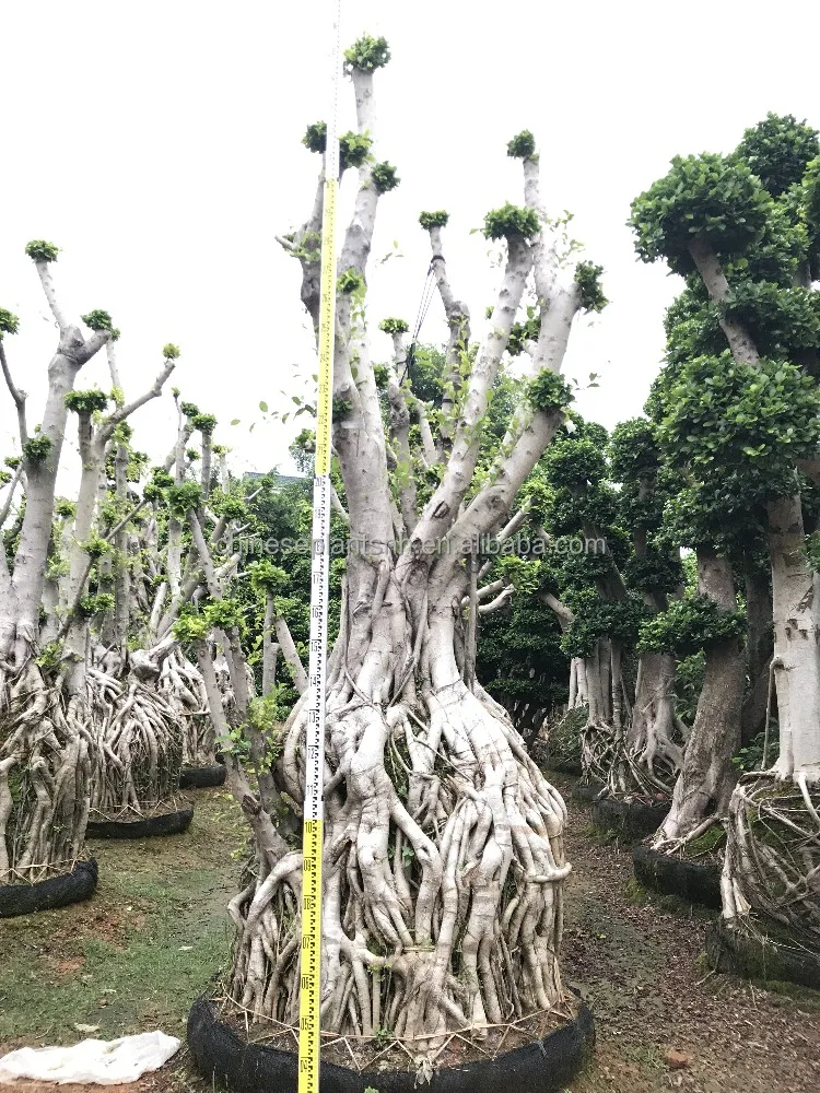 
Ficus microcarpa 8 shape, bonsai trees for outdoor 
