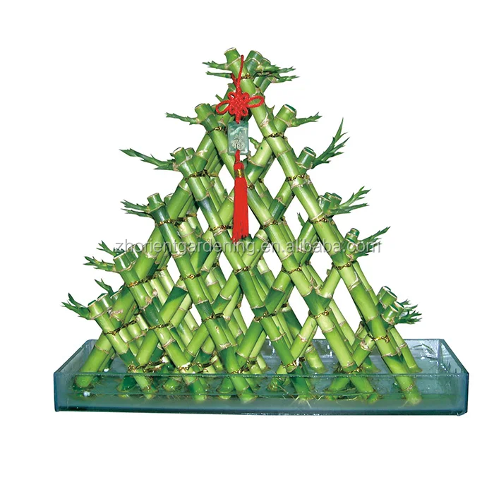 
hot sale pyramid dracaena lucky bamboo 5 layers sanderiana fengshui plants 