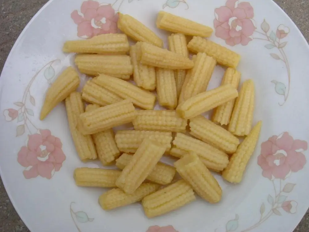 
price Canned Baby Corn in brine in glass jar or can 