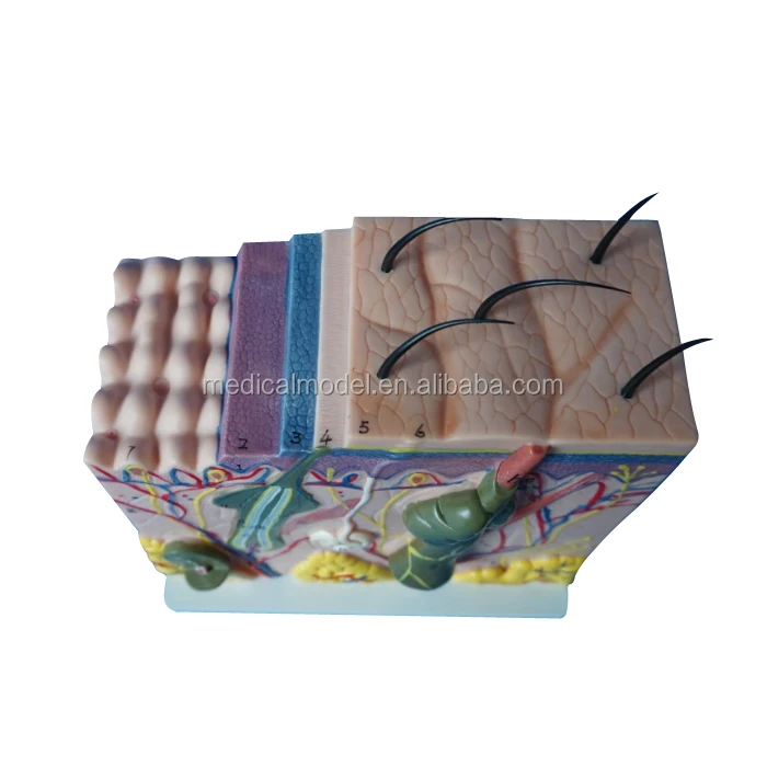 Medical Science Supplies Human Teaching Skin Model For Medical School
