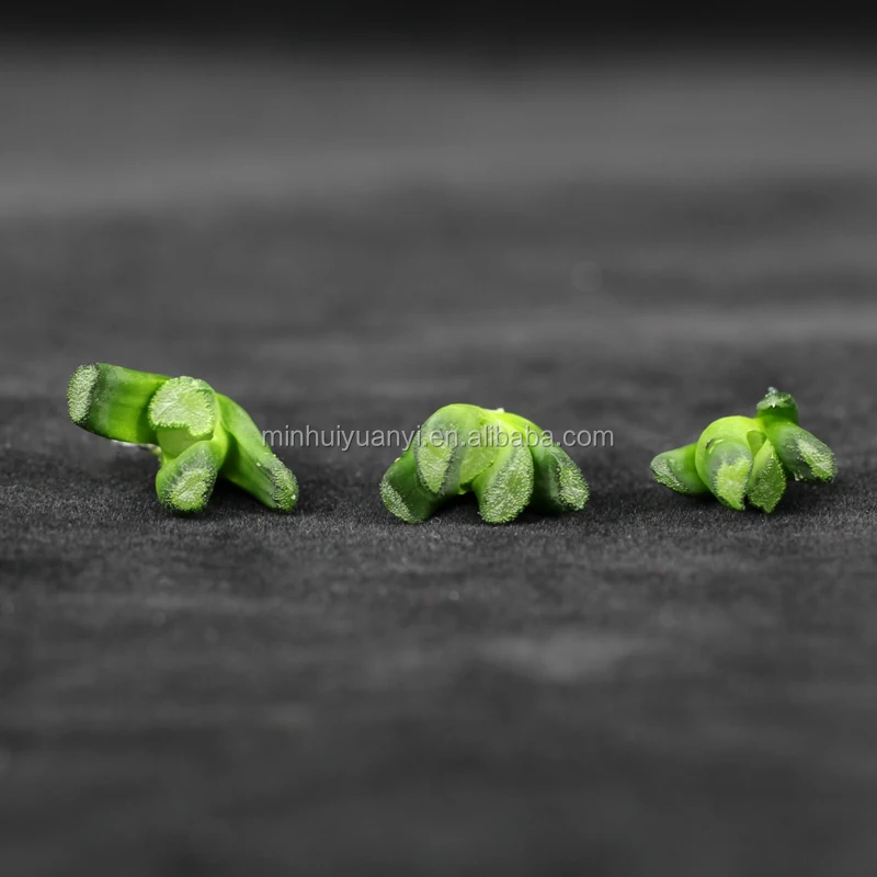 new style Succulent Plant of Haworthia truncata var. maughanii