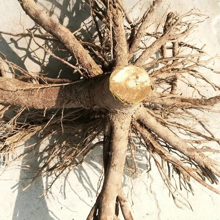 
fast grow Pao tong shantong elongata paulownia hybrid fortunei x tomentosa hybrid cut root for planting 