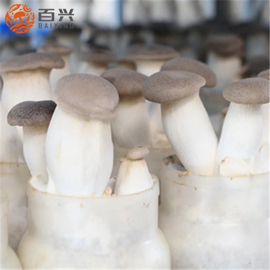 
Different quality Dried king oyster mushroom slices/cubes/powder 