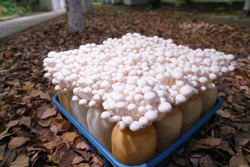 
High Quality Bulk fresh White Snow Fungus shimeji Mushroom 