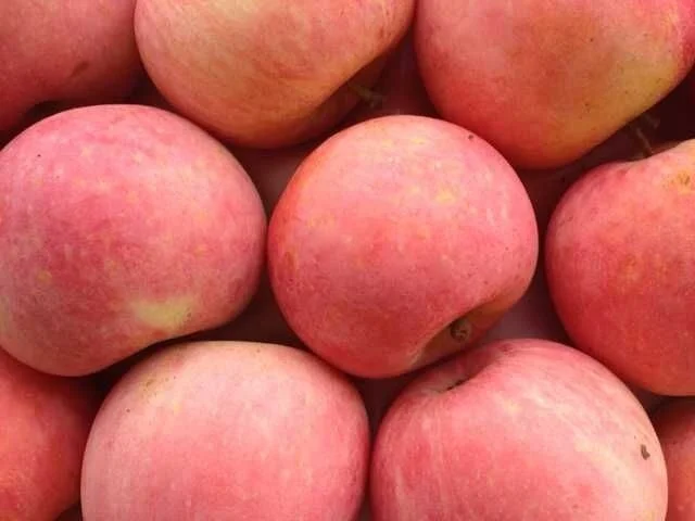 20kg carton Gala Apple