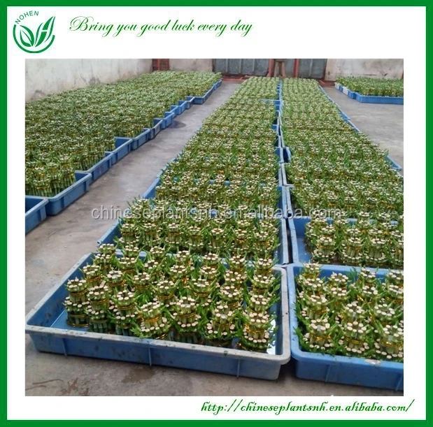 
Tower shape Dracaena Sanderiana Lucky Bamboo Indoor plant 