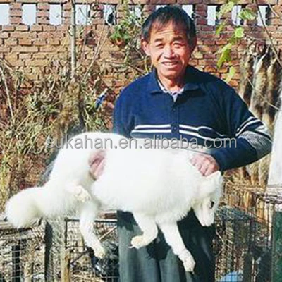 fox, fur animals digestive enzymes health supplements