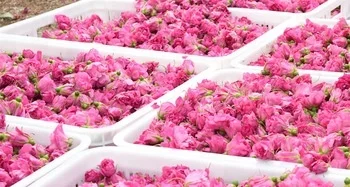 Blooming tea Dried Rose Corolla herbal tea for female