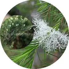 Wholesale Dealer of Most Selling Tea Tree Essential Oil for Sale